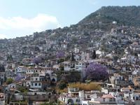 Jacaranda-Bäume in Taxco