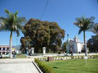 Baumriese in Santa Maria del Tule