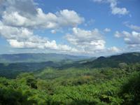 Mexikanischer Urwald