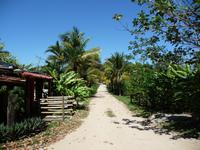 Besuch einer Kautschuk-Plantage