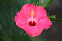 048 Hibiskus in allen Farben