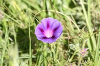 051 Wiesenblumen in Mexiko