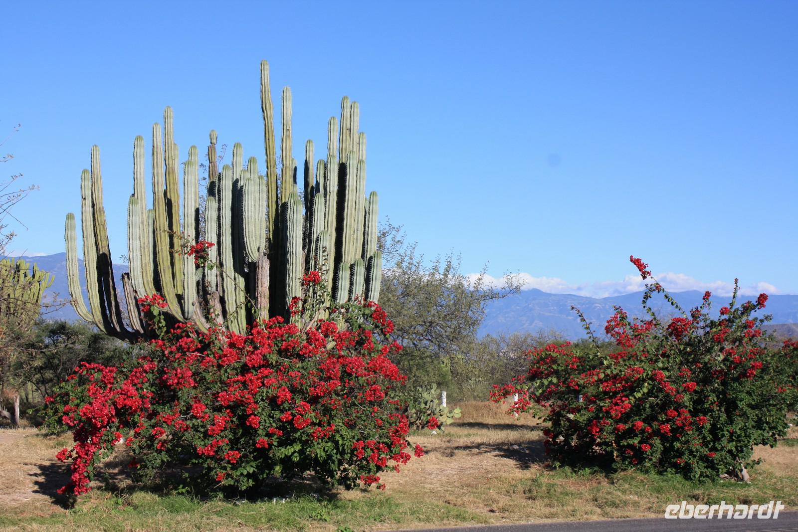 058 riesengroße Kakteen entlang der Straße
