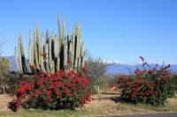 058 riesengroße Kakteen entlang der Straße