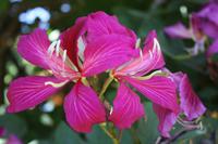 073 umgeben von einem Blütenparadies