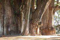 086 ein Baumriese in Santa Maria del Tule