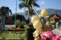 088 Blumenpracht in Santa Maria del Tule