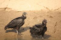 101 man wartet auf Beute...