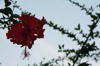 119 Hibiskusblüte