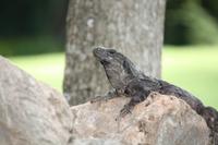 150 Bewohner von Uxmal