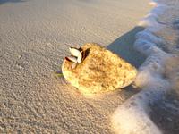 200 Muscheln am Strand