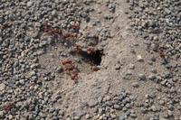 Die heilige roten Ameisen – Teotihuacán