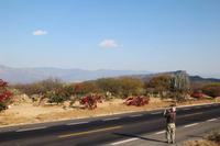 Kakteenpark auf der Fahrt nach Oaxaca