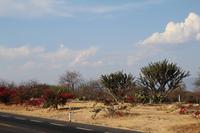 Kakteenpark auf der Fahrt nach Oaxaca