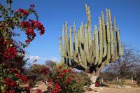 Kakteenpark auf der Fahrt nach Oaxaca