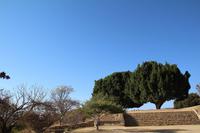 Ausgrabungsstätte Monte Alban – Oaxaca