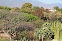 Regionalmuseum – Oaxaca