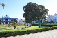 Baumriese – Santa María del Tule