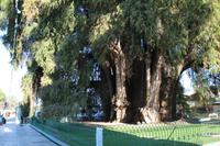 Baumriese – Santa María del Tule