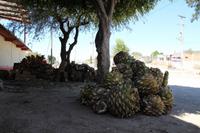 Mezcal-Destillerie  – Santiago Matatlán