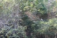 Bootsfahrt durch den Sumidero Canyon