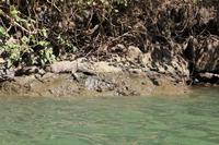 Krokodil – Sumidero Canyon