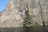 Tannenbaum im Sumidero Canyon