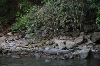 Krokodil – Sumidero Canyon