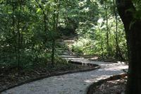 Dschungelweg – Palenque