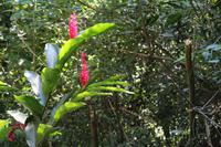 Dschungelweg – Palenque