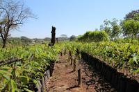 Kautschukplantage – Palenque