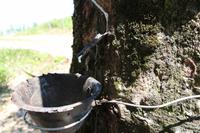 Kautschukplantage – Palenque