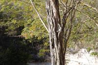 Bewohner von Chichén Itzá