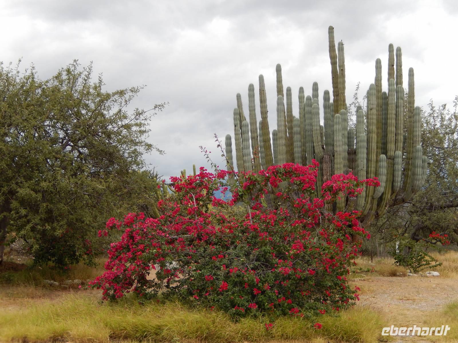 Bougainvilleas und Kakteen