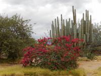 Bougainvilleas und Kakteen