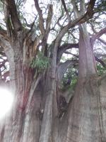 El Arbol de Tule