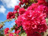 Bougainvilleas