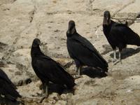 Geier - auf wen die wohl warten?
