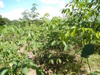 Auf der Kautschukfarm