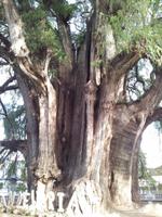 Mexiko Rundreise - Kolonialstädte. Mayakultur, Karibik