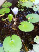 Mexiko Rundreise - Kolonialstädte. Mayakultur, Karibik