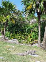 Tulum - Mexiko Rundreise - Kolonialstädte. Mayakultur, Karibik