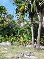 Tulum - Mexiko Rundreise - Kolonialstädte. Mayakultur, Karibik