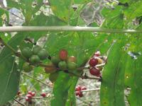 Mexiko Rundreise - Kolonialstädte. Mayakultur, Karibik