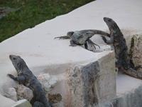 Mexiko Rundreise - Kolonialstädte. Mayakultur, Karibik