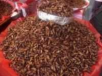 lecker!!! Heuschrecken