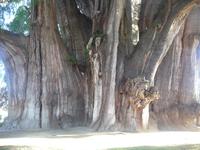 Baumriese Maria del Tule