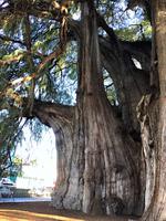 Baum von Tule