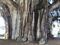 Baum von Tule