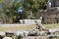Bewohner von Uxmal
